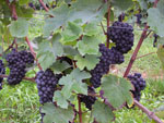 Geneva Vinyard Grapes