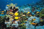 Coral Reef - Getty Images