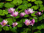 Water lillies