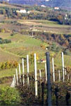 The vineyards of